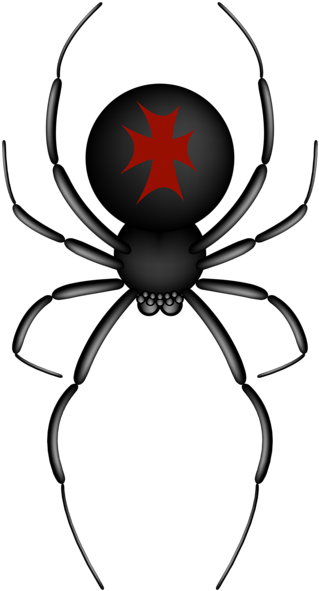 Crusader Spider Transparent Png Clip Art Image - Crusader Transparent (322x600)
