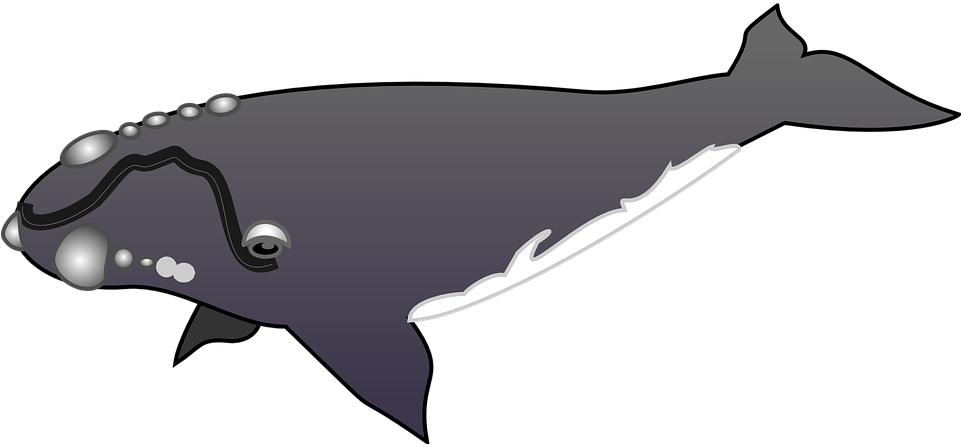 Right Whale Clip Art (960x480)