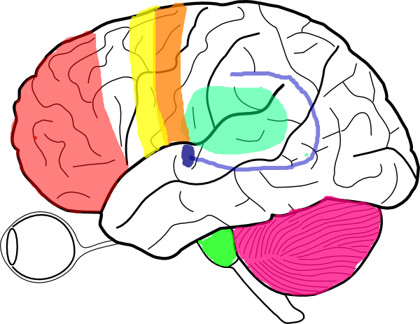 Brain Clip Art - Blank Brain Diagram (600x463)