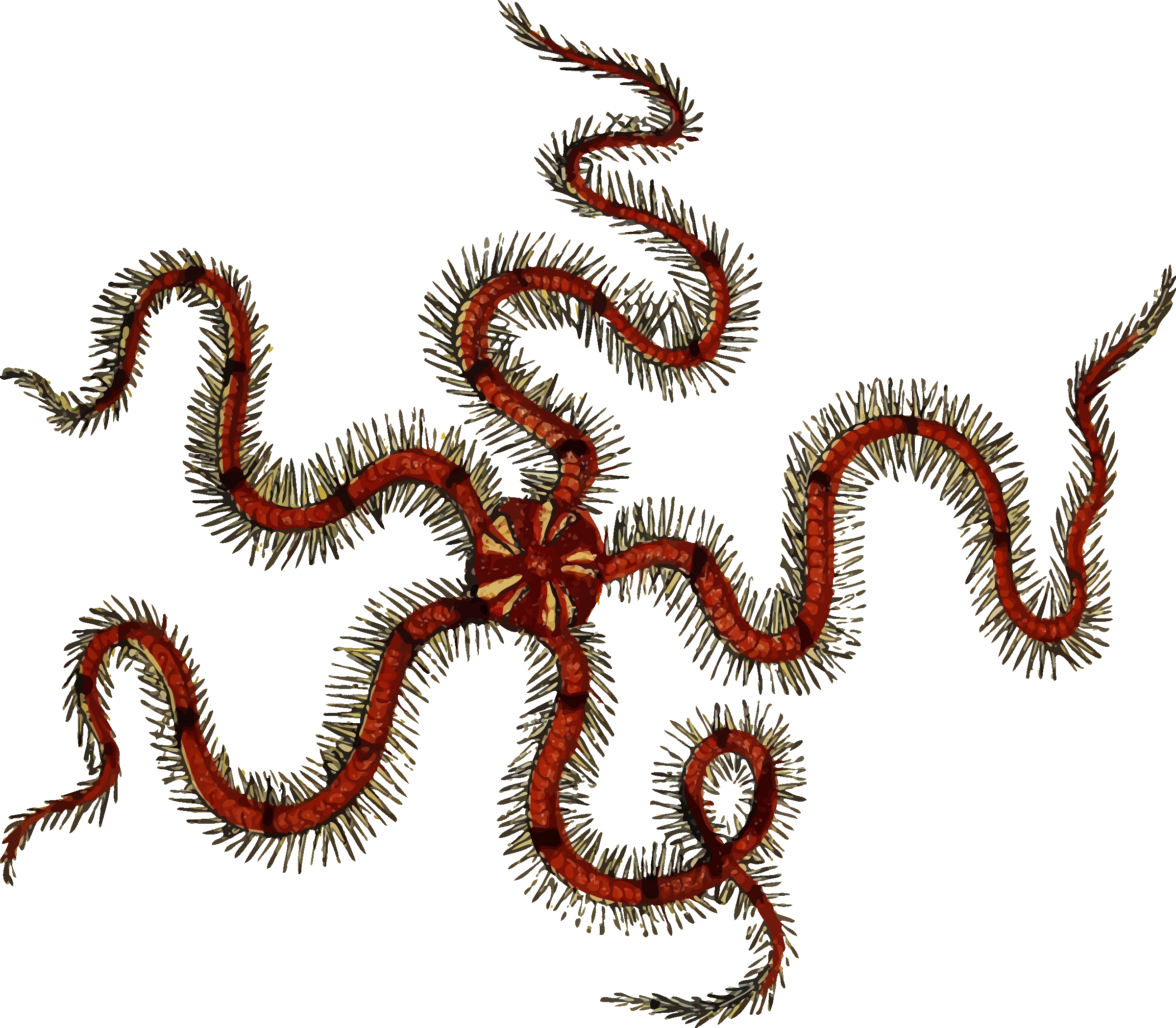 Star - Brittle Star Transparent Background (2400x2098)