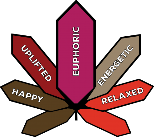 Genetics - Genetics (500x445)