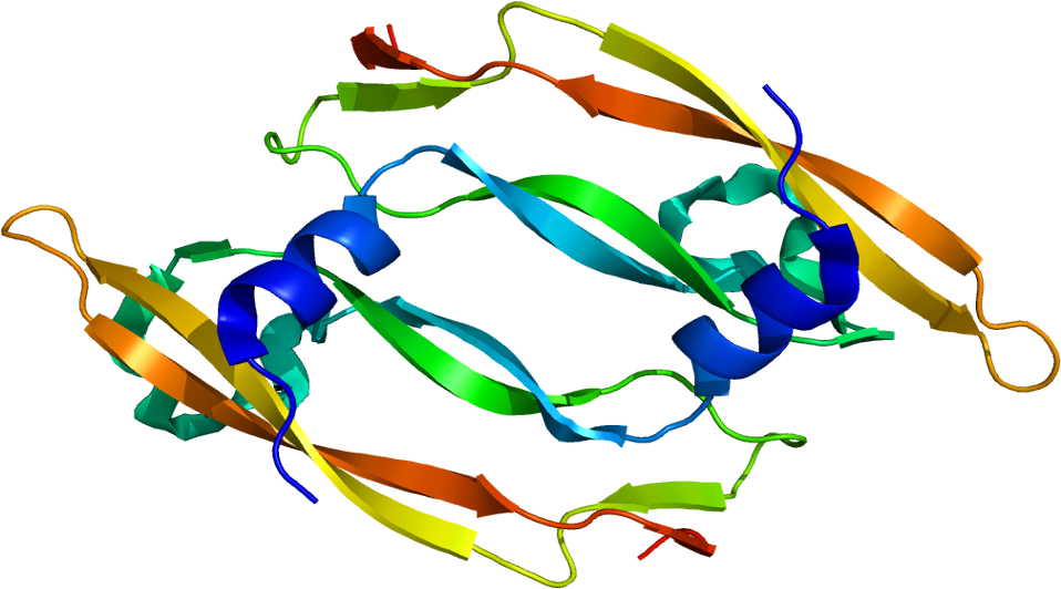 56, 24 December 2009 - Vascular Endothelial Growth Factor (1007x581)
