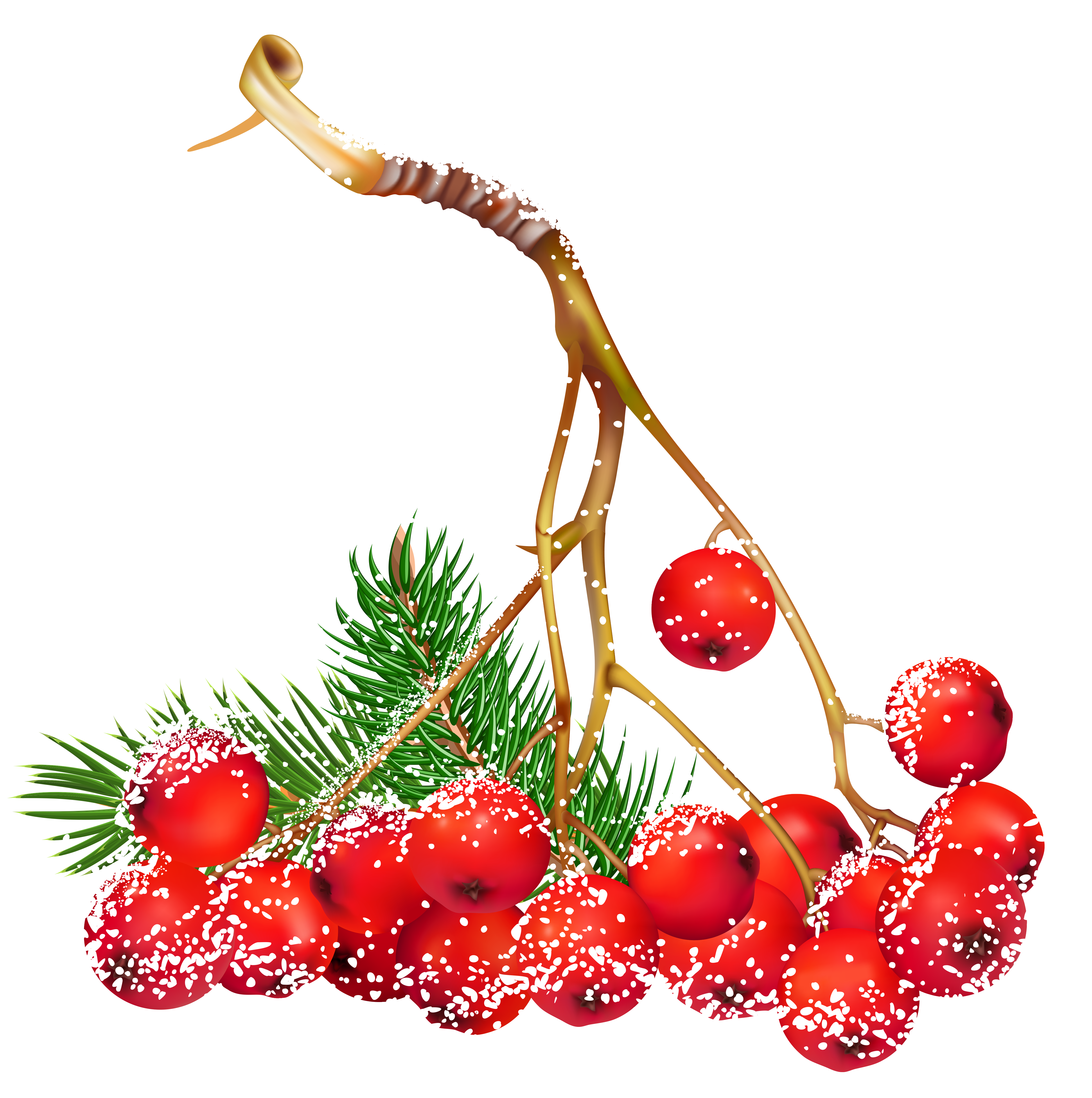 Transparent Christmas Snowy Holly Berries Png Clipart - Holly Berries Png (5132x5098)