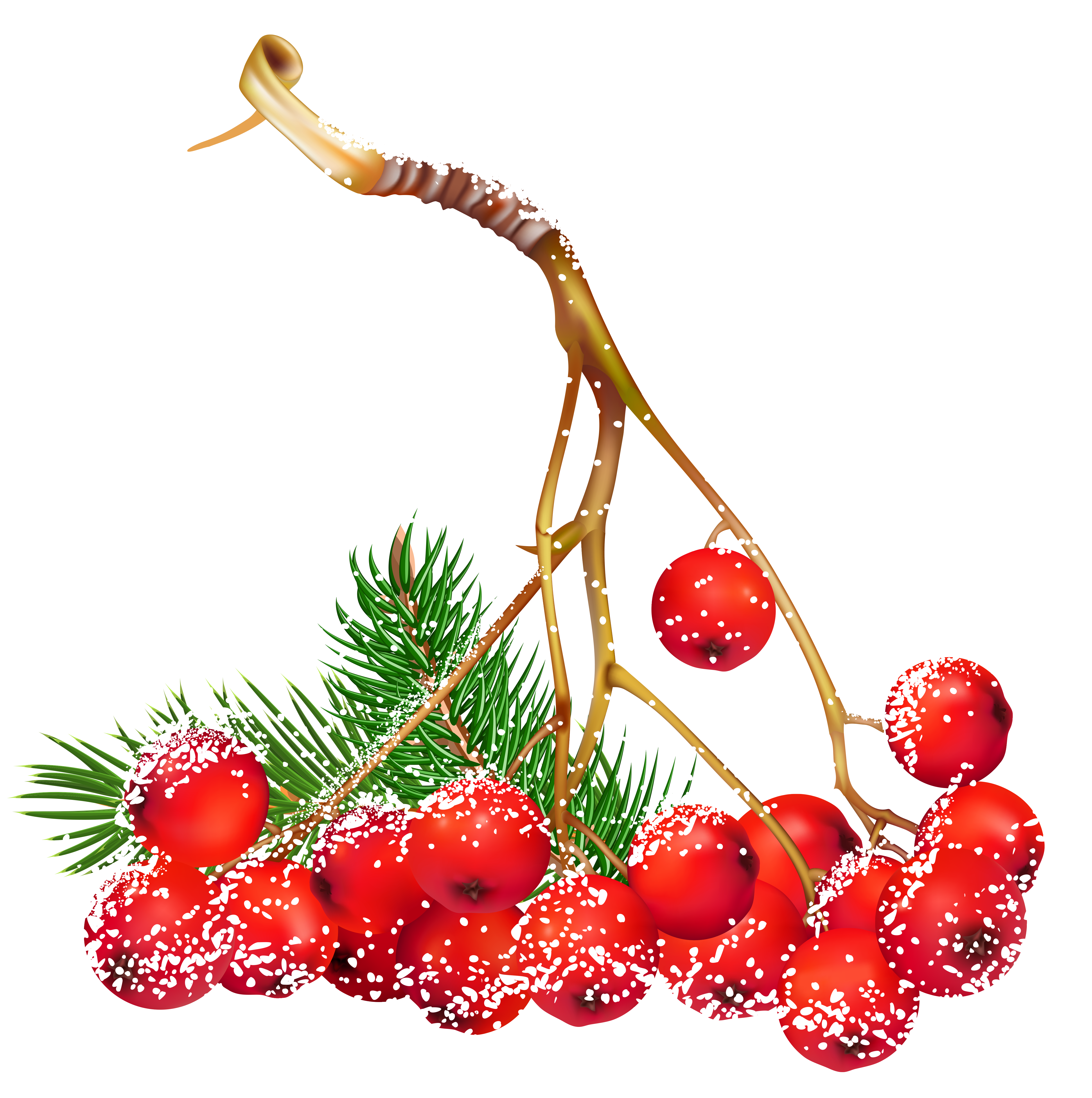 Ноябрь png. Красные новогодние ягоды. Новогодняя веточка с ягодами. Ветки в снегу на прозрачном фоне. Красные ягодки новогодние.