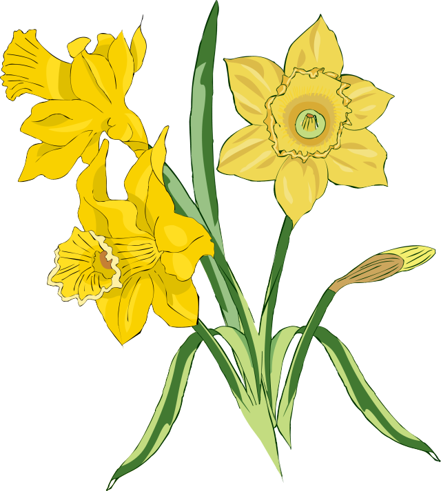 Web Design Daffodils, Clip Art And Craft - Tulips And Daffodils Clipart (640x713)