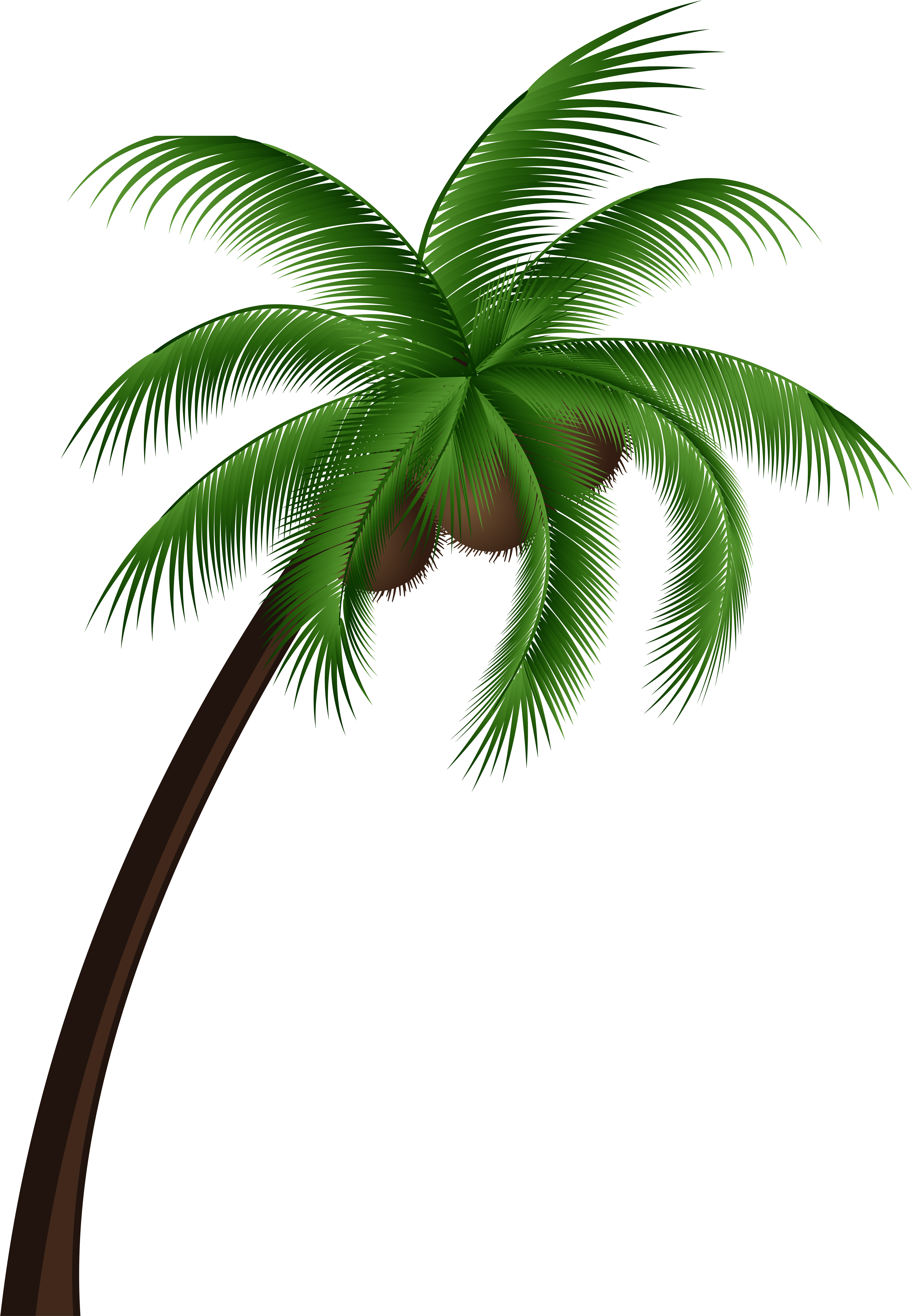 Coconut Palm Tree Png Clip Art - Coconut Tree With Coconut Png (5547x7824)