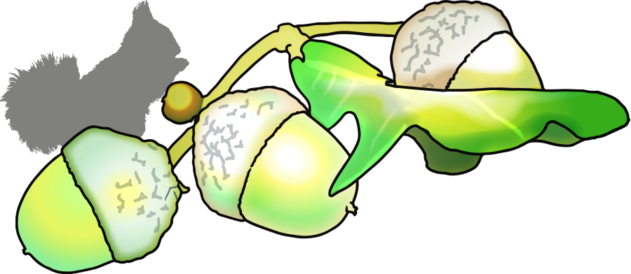 The Root System Of The Pedunculate Oak Is Gigantic - The Root System Of The Pedunculate Oak Is Gigantic (900x392)