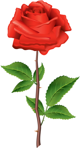 Stem Red Rose Png Clipart - Rose Clip Art Png (267x500)