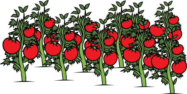 Tomato Patch Clip Art - Tomato Plant Clip Art (600x302)