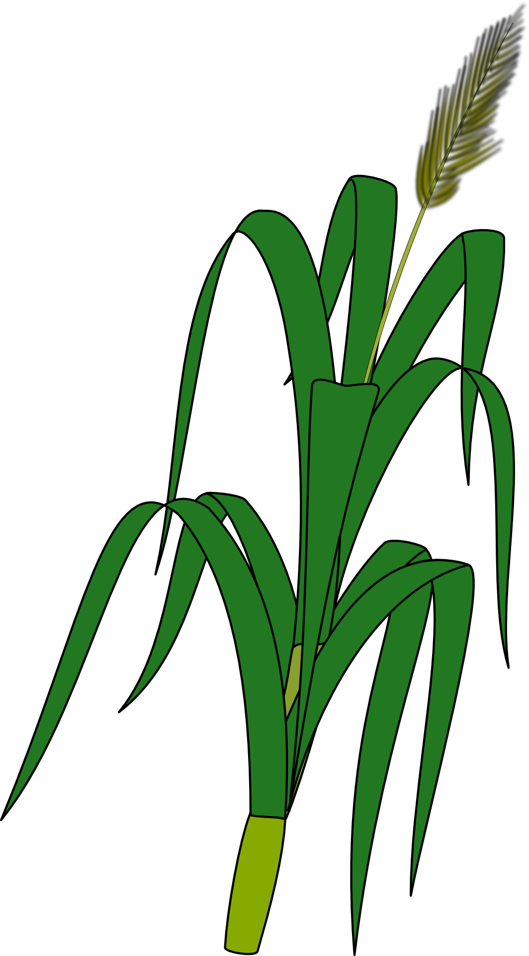 Wheat Plant To Draw (1064x1920)