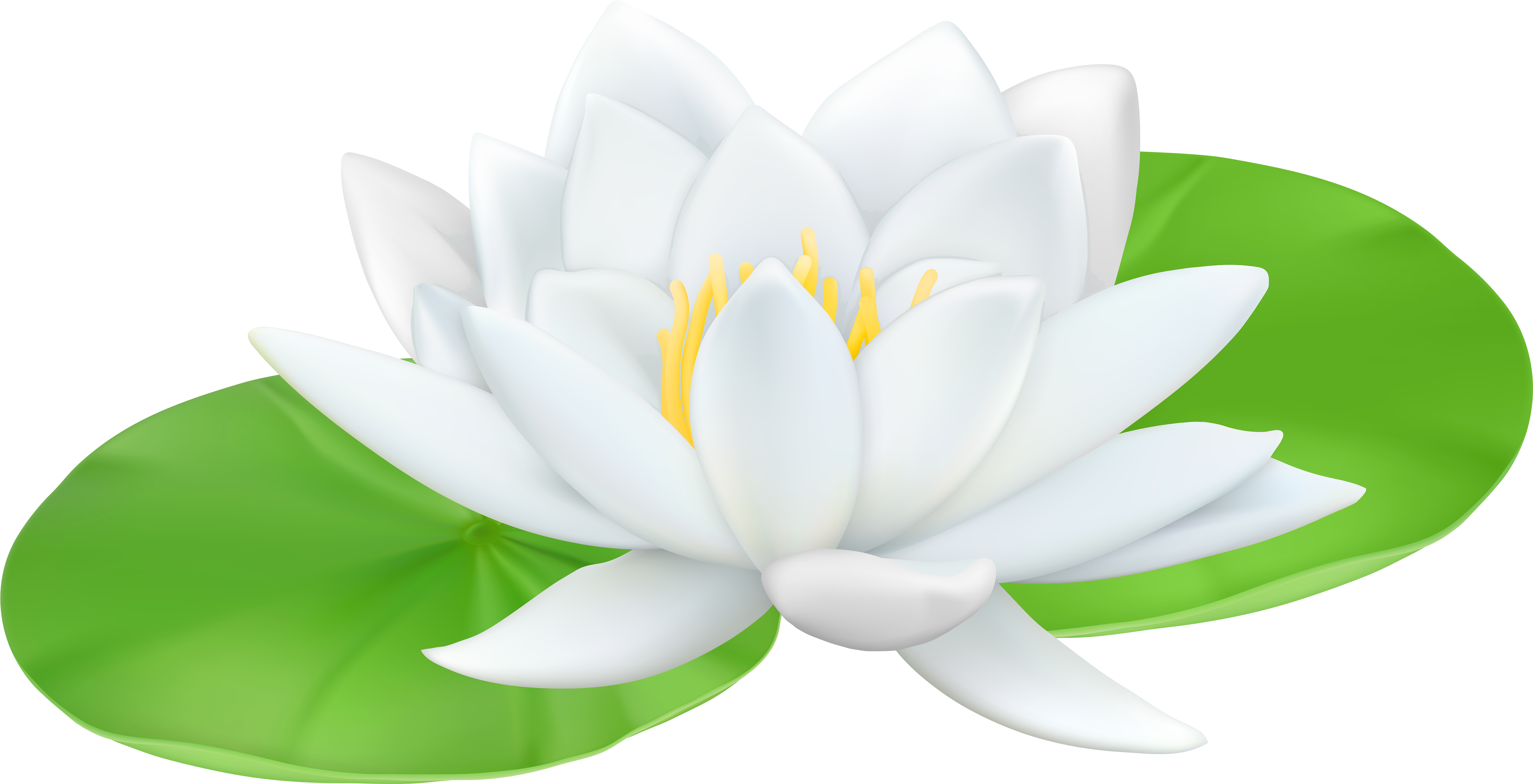 Water Lily Transparent Png Clip Art Image - Water Lily Transparent Background (6000x3095)