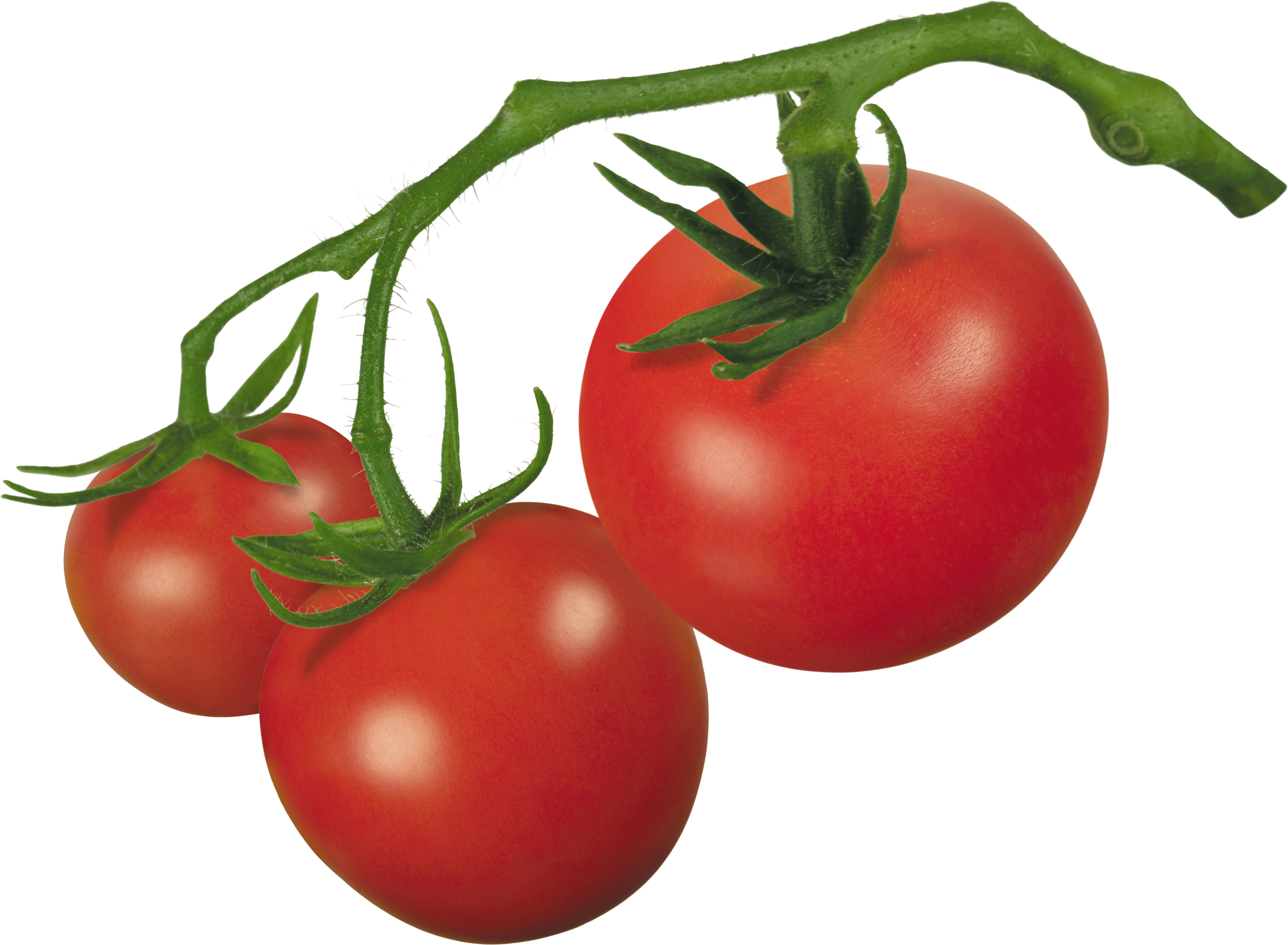 Clipart Of Tomato - Tomato On Vine Clipart (3841x2819)