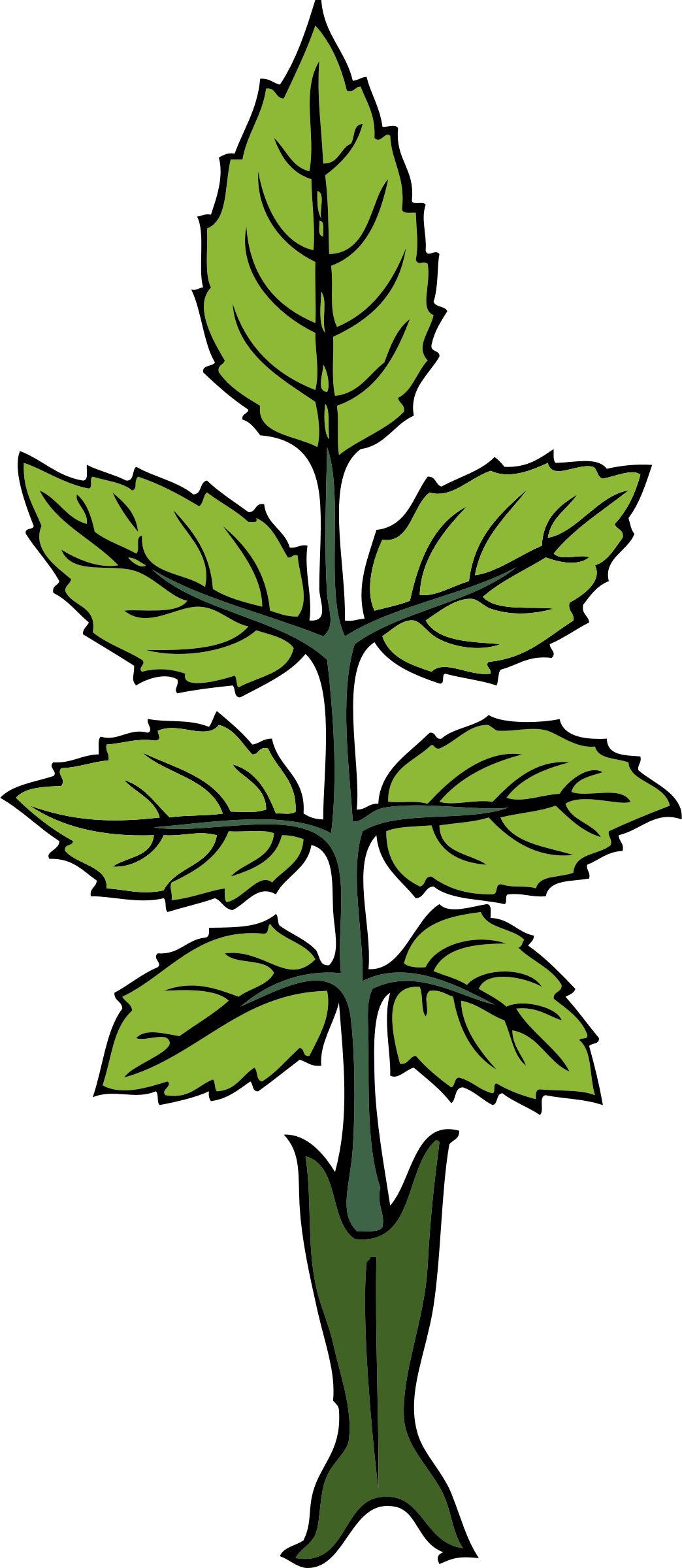Free Vector Mint Branch Clip Art - Draw A Mint Plant (1044x2400)