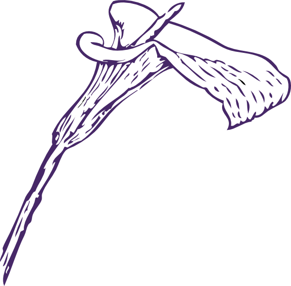 Calla Lily Clip Art - Calla Lily Clip Art (600x590)