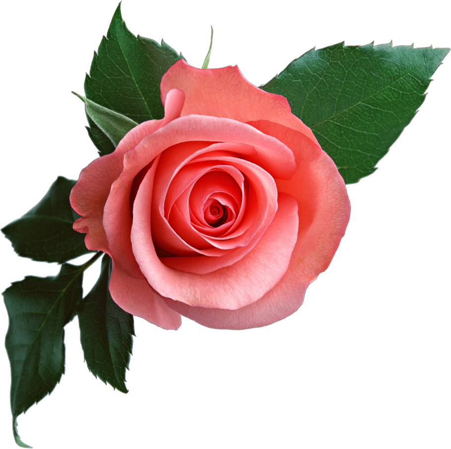 Rose Png637 - Rose Flower Png (909x906)