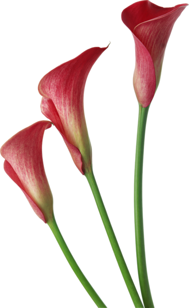 Red Transparent Calla Lilies Flowers Clipart - Calla Lily Flower Png (369x600)