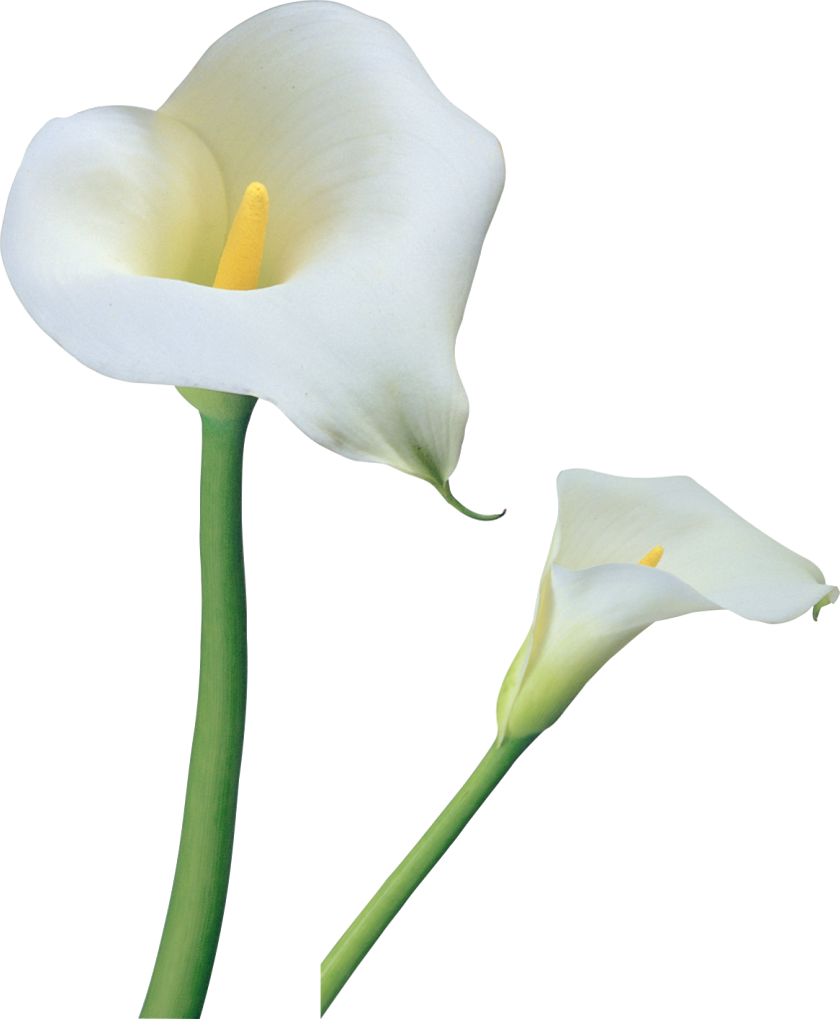 Transparent Calla Lilies Flowers Png Clipart - Calla Lily Transparent Background (840x1019)