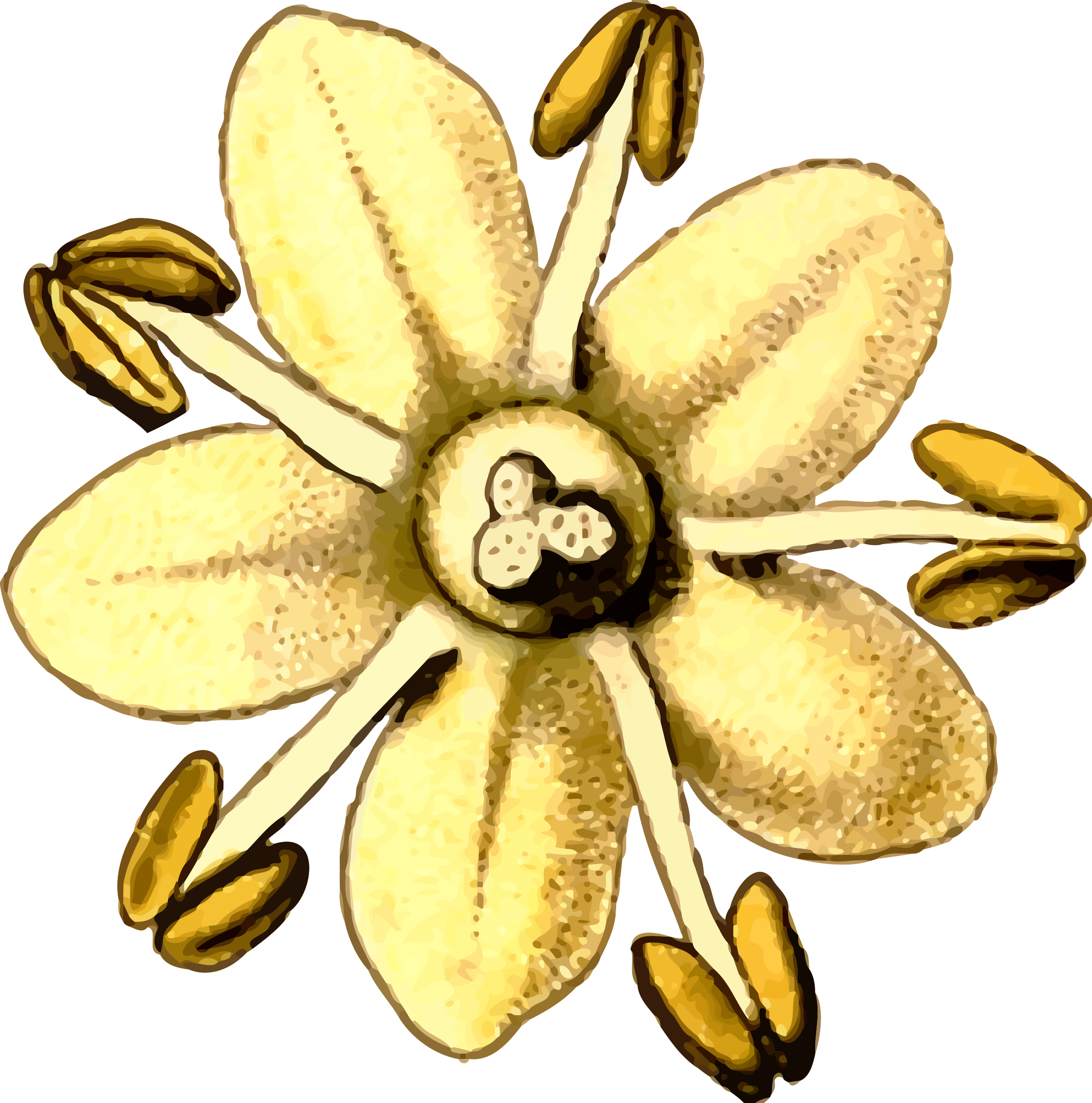 Clip Art Details - Elderflower Clipart (2375x2400)