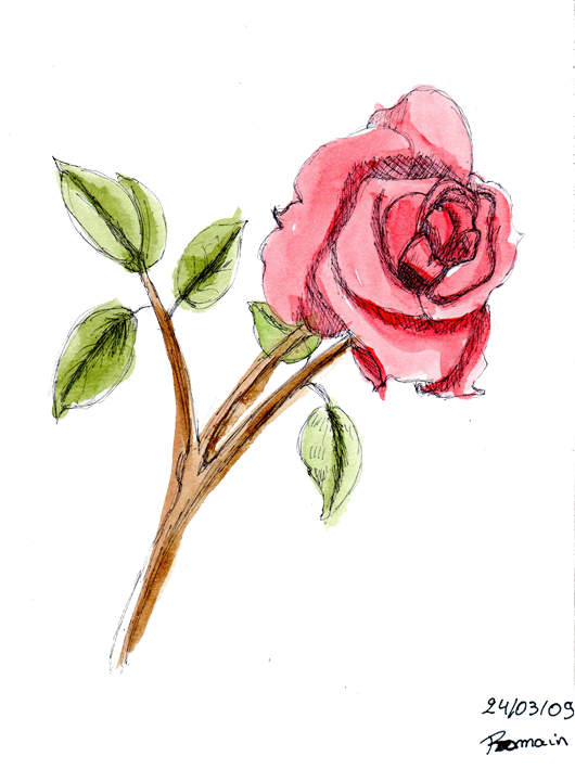 Beautiful Dessin De Rose En Couleur - Dessin D Une Rose En Couleur (530x709)