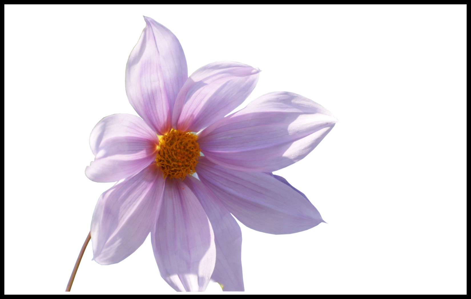 Shocking Photoshop Png Frames Designs Fresh Flower - Wallpaper (1650x1050)