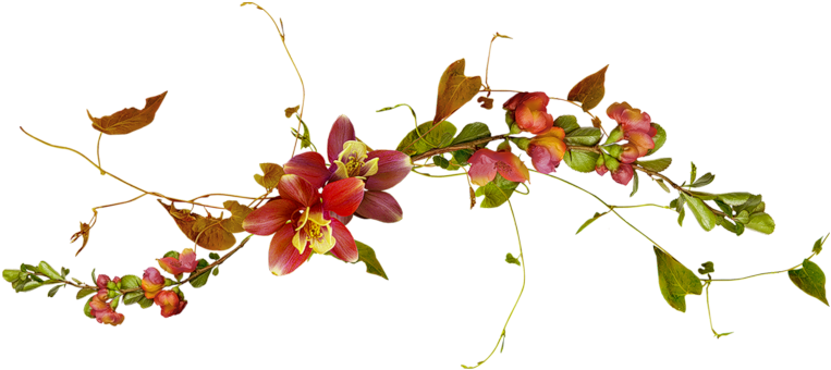 Download Image 800 X - Guirlande De Fleurs Png (800x409)