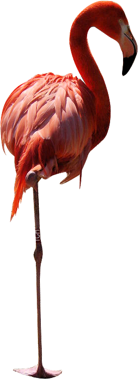 Flament Rose - Flamant Rose Fond Blanc (600x800)