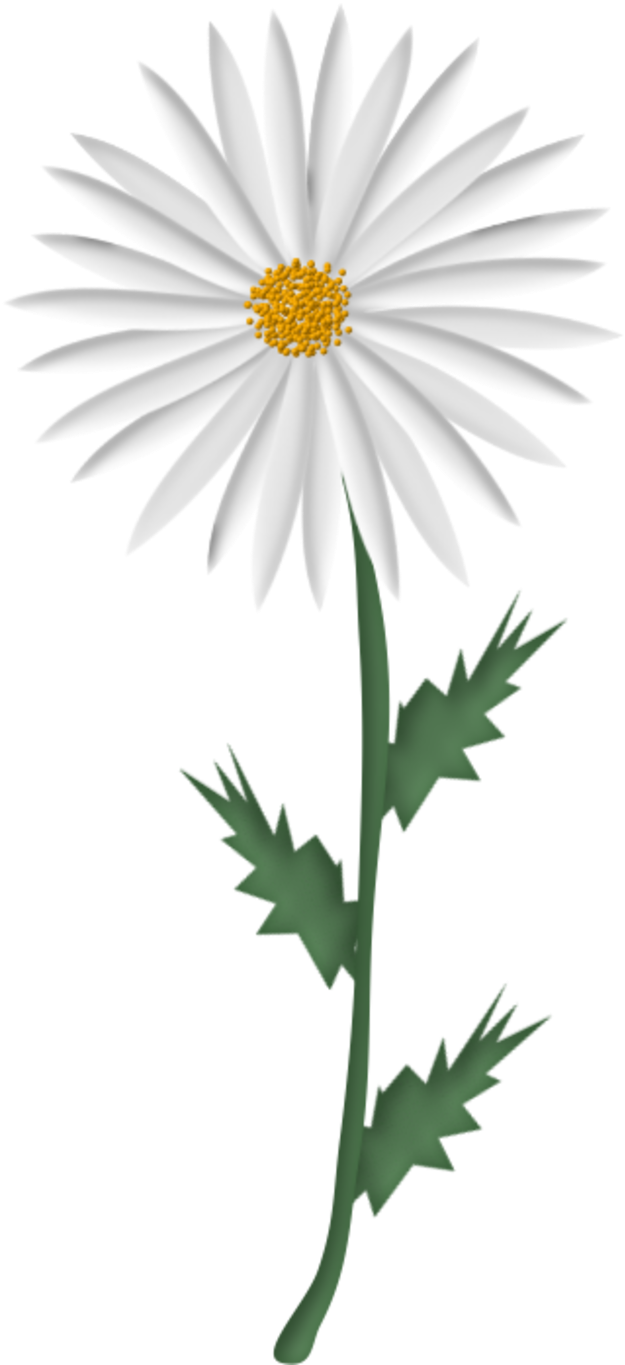 Dessin Marguerite Fleur Se Rapportant À Tubes Fleurs - Picture Frame (800x1457)