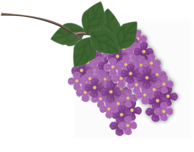 Latest Lilas Couleur With Lilas Couleur - Fleure Lila Dessin Couleur (403x335)