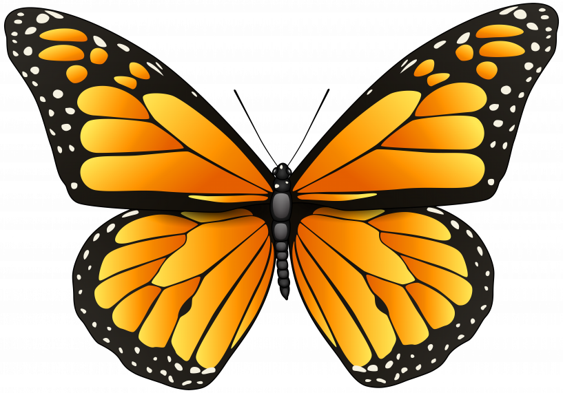 Monarch Butterfly Coloring Page (817x571)