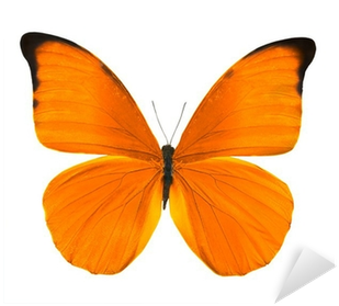 Orange Butterfly (400x400)