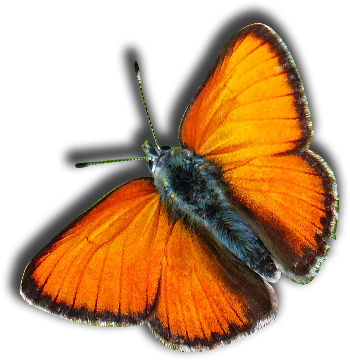 He Blew Her A Kiss Stories Of Signs From Our Loved - Cafepress Butterflies Potholder (1155x1182)