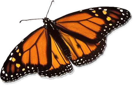 Monarch Butterfly - Real Monarch Butterfly Wings (452x290)
