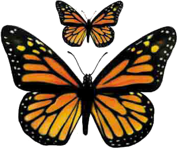 Yellow Butterflies Yellow Butterfly Orange Butterfly - Monarch Butterfly Png (391x317)