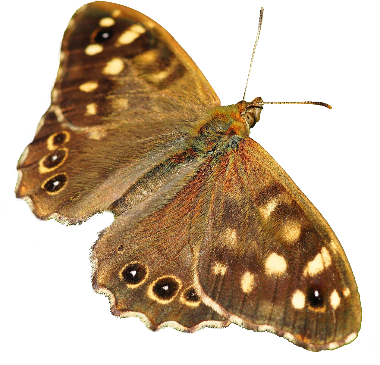 Butterfly Png Image - Butterfly Png (1260x1279)