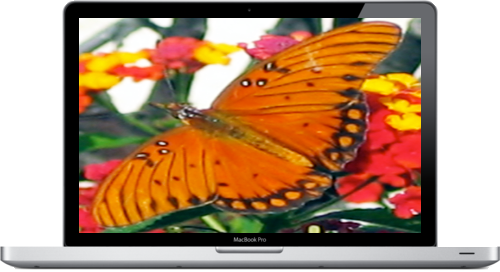 Butterfly - Macbook Pro 13 Inch (500x272)