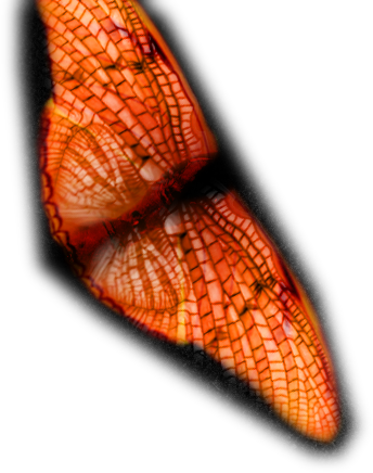 My Devices My Devices Butterfly - Music (344x436)