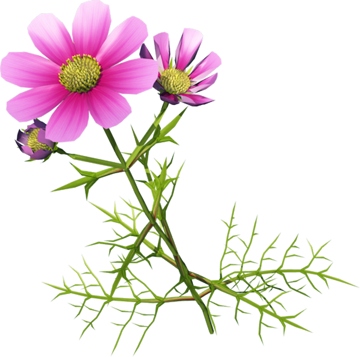 Chrysanthemum Indicum Cosmos Bipinnatus Clip Art - Chrysanthemum (1200x1190)