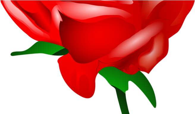 Yellow Flower Clipart Images - Botão De Rosa Vermelha Png (678x381)