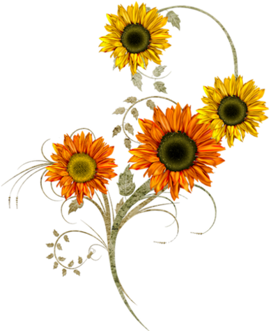 Napraforgó - Thank You Sunflowers Card (400x476)