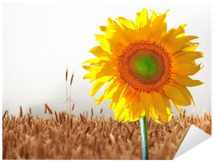Common Sunflower (400x400)