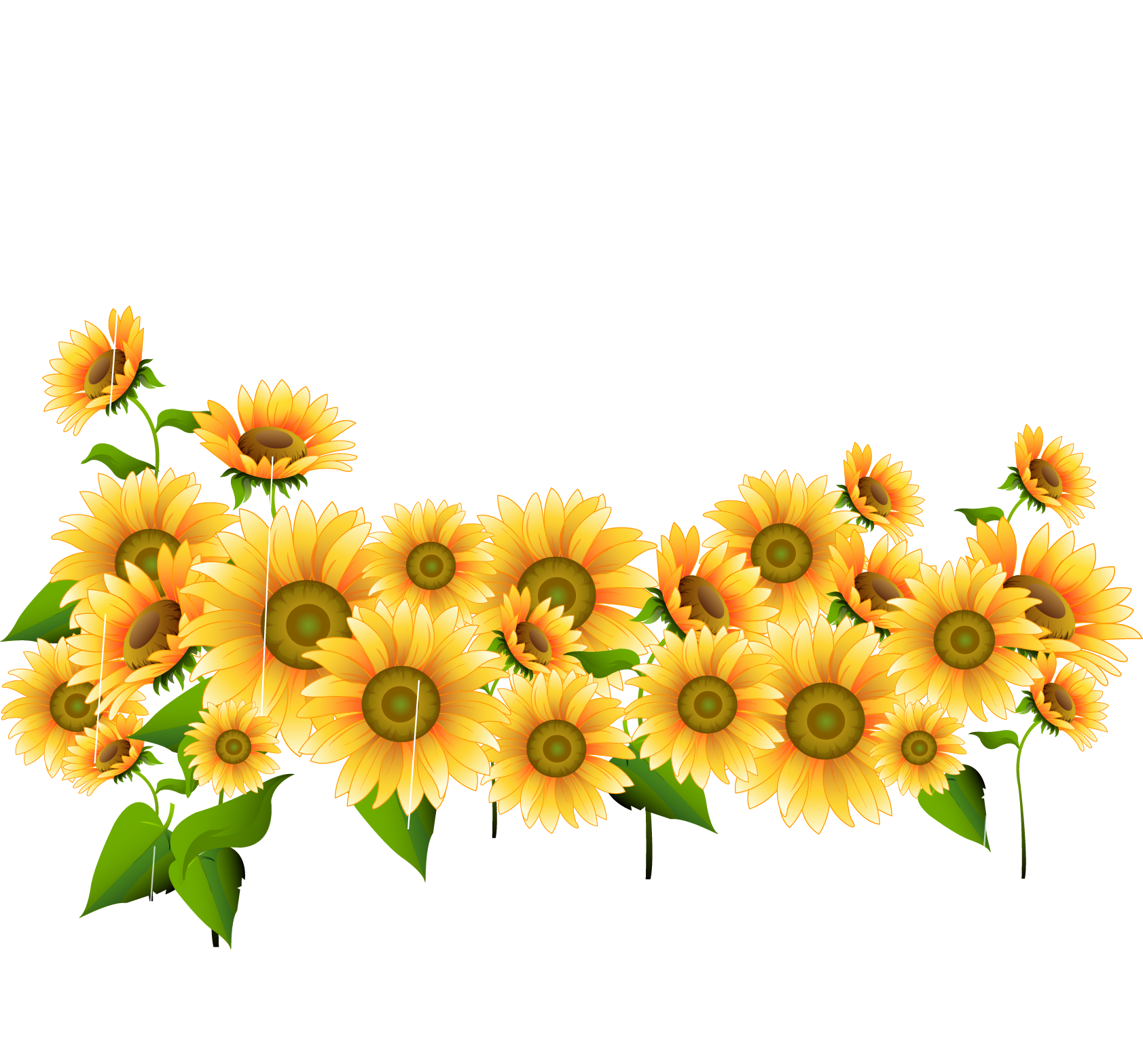 Drawing Photography Illustration - Common Sunflower (1683x1567)