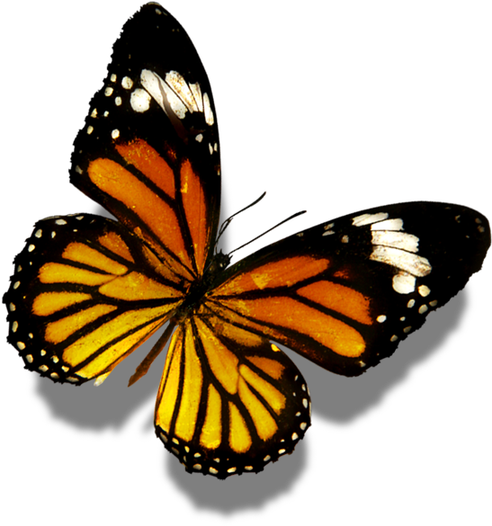 Butterfly Flower Display Resolution Wallpaper - Butterfly Flower Display Resolution Wallpaper (804x1056)