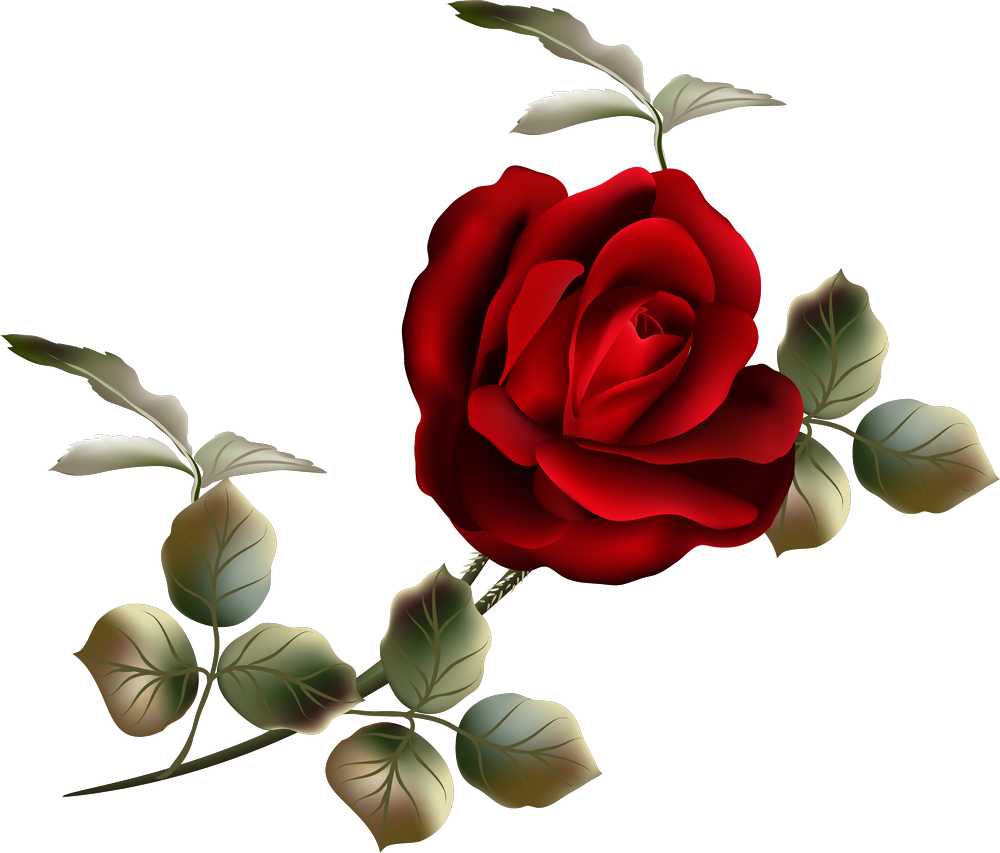 Garden Roses Flower Clip Art - Garden Roses Flower Clip Art (1000x853)