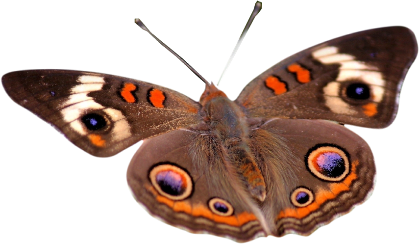 Insect Butterfly 1080p Desktop Wallpaper Flower - Insect Butterfly 1080p Desktop Wallpaper Flower (1200x630)