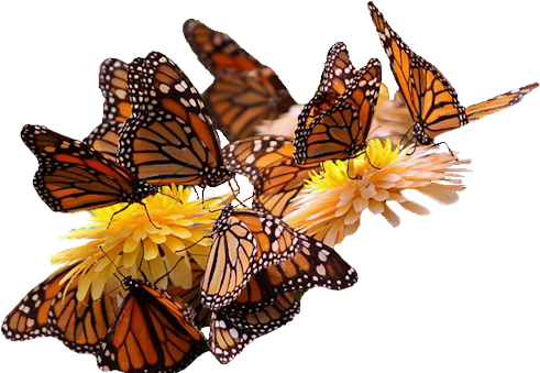 Monarck-flower - Wwseven Beautiful Flower Diy Crystal Diamond Painting (540x368)