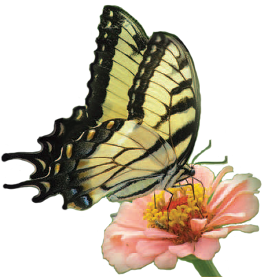 Butterfly-flower - Butterfly On Flower Png (387x403)