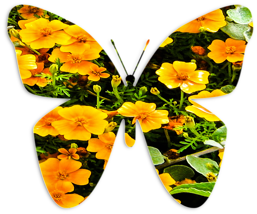 Butterfly Insect Nature Flowers Png Image - Butterfly Insect Nature Flowers Png Image (1280x822)