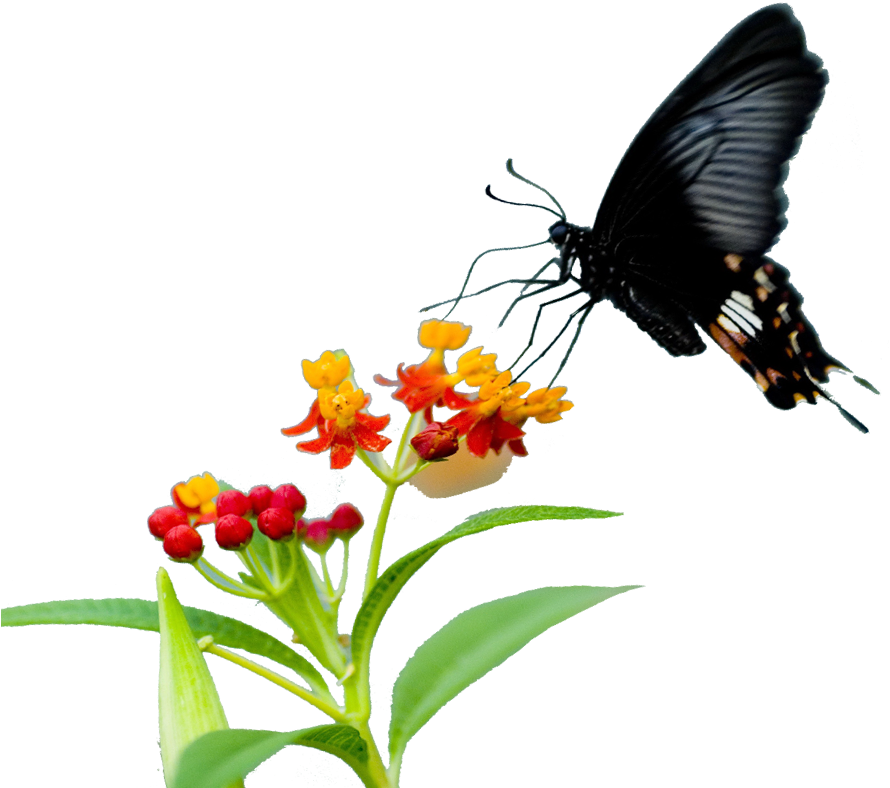 Monarch Butterfly Pieridae Nectar Flower - Butterfly (972x945)