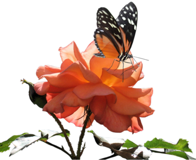 Orange Flw Btfly - Artificial Flower (390x319)