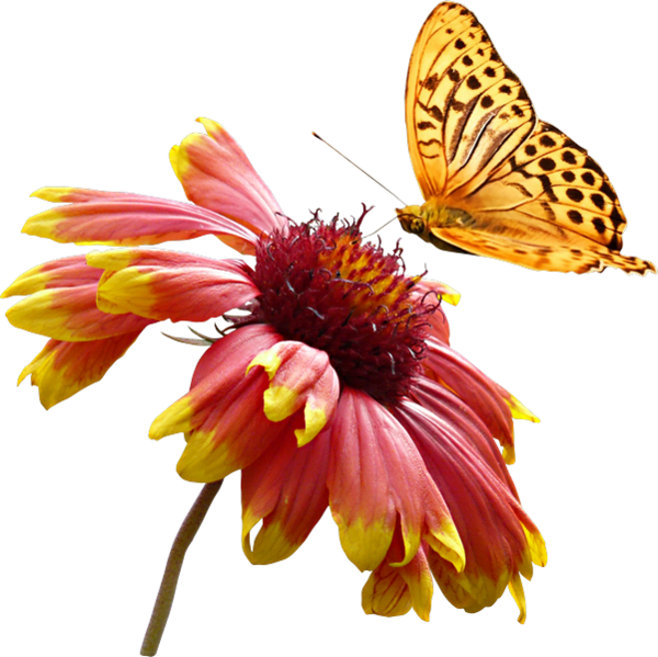 Butterfly Flower Clip Art - Butterfly Flower Clip Art (600x599)